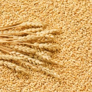Wheat Protein