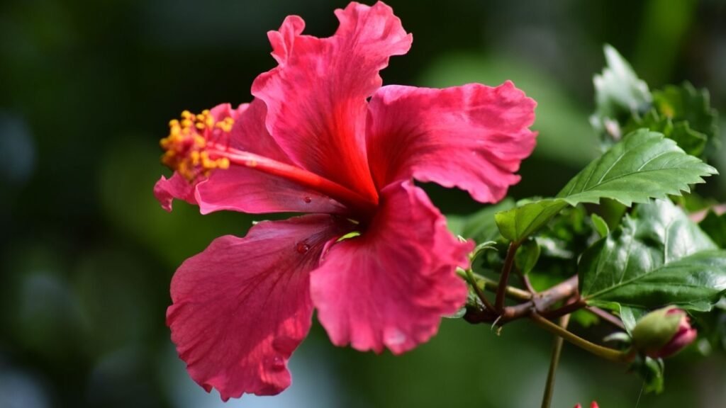 Hibiscus Tea